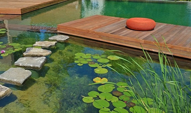 piscine naturelle et maison en bois